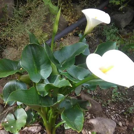 Calecha Dom wakacyjny