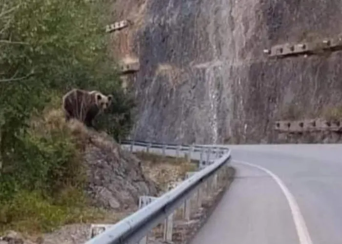 Calecha * Caboalles de Abajo